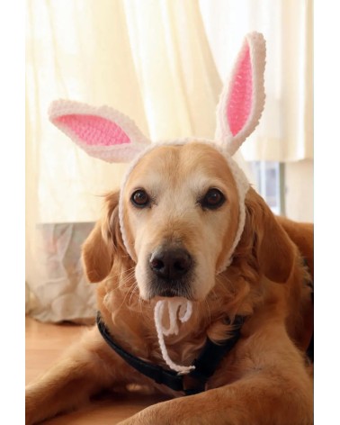 Bunny Ears Crochet Dog Hat