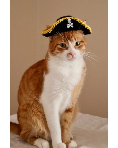 Cute little pirate hat