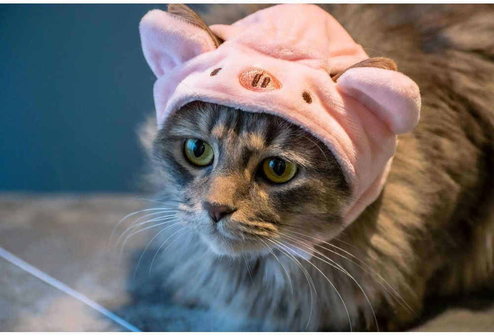 The Psychology of Cute: Why We Love Animal Hats
