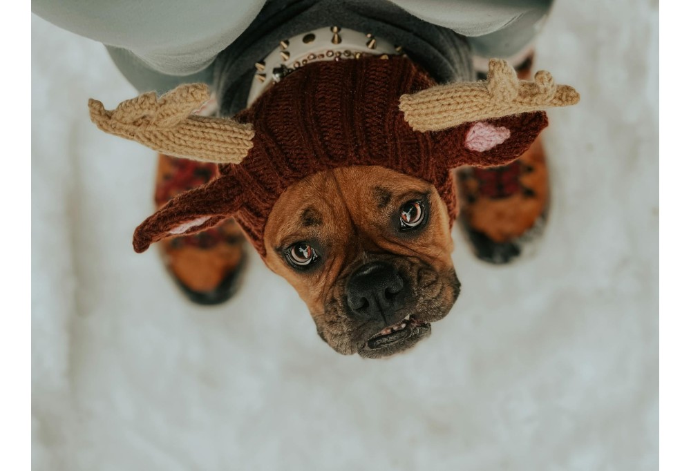 How to Style Animal Hats for Different Occasions