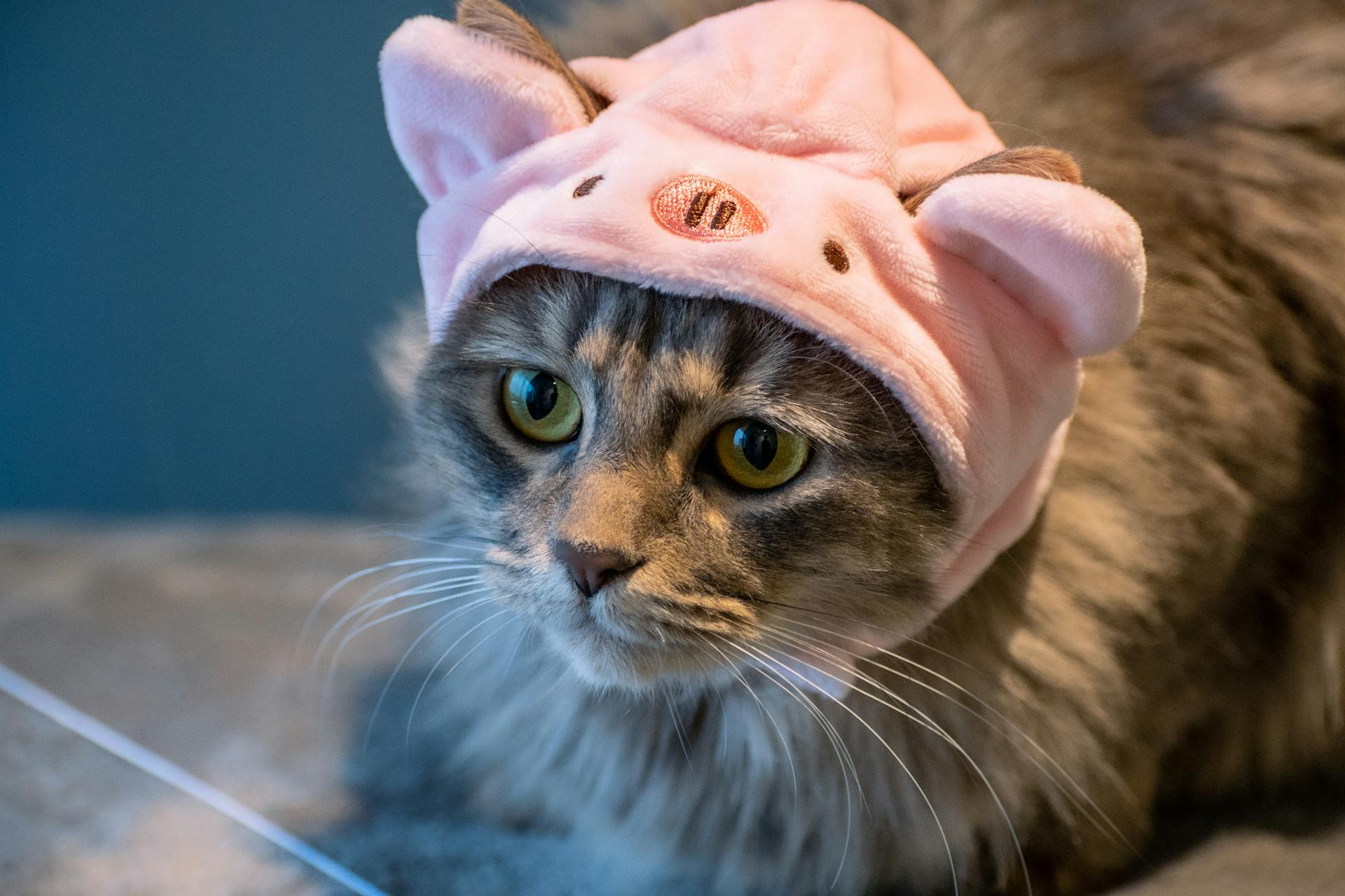Cat Hat